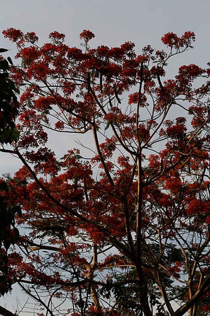 Suan Luang-JUN14-123